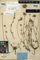 Type of Anthyllis vulneraria L. var. stenophylla Lange [family FABACEAE]