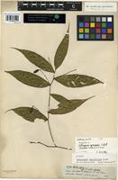 Isotype of Heteropsis spruceana Schott [family ARACEAE]