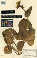 Type of Doronicum macrolepis Freyn and Sint. [family ASTERACEAE]