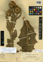 Isotype of Onopordum corymbosum Willk. subsp. visegradense Franco [family ASTERACEAE]