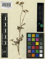 Syntype of Daucus crinitus Desf. [family APIACEAE]