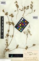Syntype of Daucus durieua Lange [family APIACEAE]