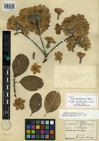 Isotype of Cordia morelosana Standl. [family BORAGINACEAE]