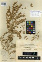 Isotype of Climacoptera minkvitziae (Korovin) Botsch. [family CHENOPODIACEAE]