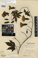 Isotype of Ipomoea glaziovii Dammer [family CONVOLVULACEAE]
