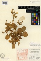 Type of Primula floribunda Wall. subsp. occidentalis Wendelbo [family PRIMULACEAE]