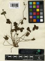 Type? of Duchesnea indica (Andrews) Focke [family ROSACEAE]