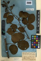 Lectotype of Rubus drejeri Jensen ex Lange [family ROSACEAE]