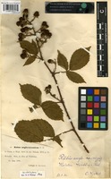 Syntype of Rubus anglo-saxonicus Gelert [family ROSACEAE]