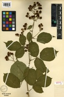 Lectotype of Rubus polyanthemus Lindeb. forma umbrosa Lindeb. [family ROSACEAE]