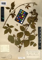 Isolectotype of Rubus friesii G. Jensen [family ROSACEAE]