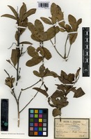 Syntype of Aphania ochnoides Pierre ex Lecomte [family SAPINDACEAE]