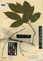 Isotype of Paullinia ternata Radlk. [family SAPINDACEAE]