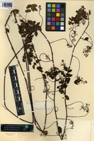 Isotype of Serjania suborbicularis Radlk. [family SAPINDACEAE]