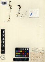 Lectotype of Euphrasia arctica Lange ex Rostr. [family SCROPHULARIACEAE]