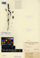 Isotype of Euphrasia frigida Pugsley var. attenuata Pugsley [family SCROPHULARIACEAE]