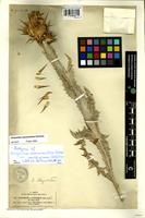 Isotype of Onopordum macracanthum Schousb. var. candidissimum (Salle) Rouy [family ASTERACEAE]