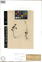 Filed as Aeollanthus rivularis Hiern [family LAMIACEAE]