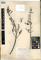 Isotype of Swietenia angolensis Welw. [family MELIACEAE]