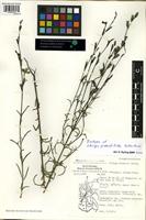 Isotype of Striga pinnatifida Getachew [family SCROPHULARIACEAE]