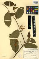 Filed as Grewia stolzii Ulbr. [family TILIACEAE]