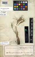Filed as Actiniopteris radiata (Swartz) Link [family ACTINIOPTERIDACEAE]