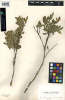 Isosyntype of Restella alberti (A.Regel) Pobed. [family THYMELAEACEAE]