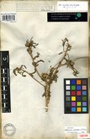Isotype of Buphthalmum graveolens Forssk. [family COMPOSITAE]