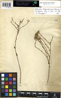 Syntype of Santolina fragrantissima Forssk. [family COMPOSITAE]