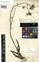 Filed as Sonchus oleraceus L. [family COMPOSITAE]
