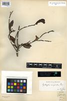 Filed as Erythroxylum emarginatum Thonn. [family ERYTHROXYLACEAE]