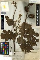 Isotype of Honckenya ficifolia Willd. [family TILIACEAE]