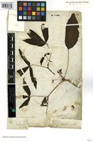 Filed as Manihot esculenta Crantz [family EUPHORBIACEAE]