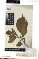 Filed as Solanum macrocarpon L. [family SOLANACEAE]