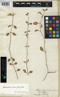 Isotype of Alternanthera crucis (Moq.) Bold. [family AMARANTHACEAE]
