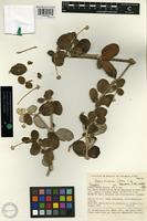 Isotype of Pfaffia minarum Pedersen [family AMARANTHACEAE]