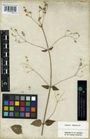 Type of Psilotrichum sericum (J. König ex Roxb.) Dalziel [family AMARANTHACEAE]