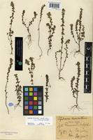 Type of Euphrasia arctica Lange ex Rostrup subsp. minor P.F. Yeo [family SCROPHULARIACEAE]