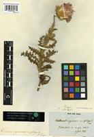 Type of Carduus platypus Lange [family ASTERACEAE]