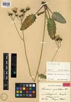 Isotype of Hieracium ohlensii Hyl. [family ASTERACEAE]