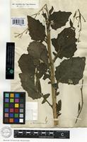 Type of Lapsana pubescens Hornem. [family ASTERACEAE]