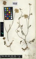 Type? of Daucus guttatus Sibth. and Sm. [family APIACEAE]