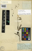 Holotype of Croton salicifolius Geiseler [family EUPHORBIACEAE]