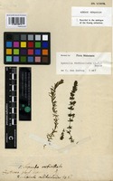 Type? of Hydrilla verticillata (L. f.) Royle [family HYDROCHARITACEAE]