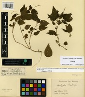 Type of Acalypha multicaulis Müll. Arg. var. tenuispica Pax and K. Hoffm. [family EUPHORBIACEAE]