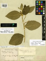 Isotype of Acalypha communis Müll. Arg. var. pallida Müll. Arg. [family EUPHORBIACEAE]