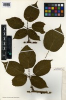 Lectotype of Rubus arrhenianthus Frid. [family ROSACEAE]