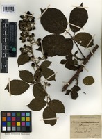 Lectotype of Rubus drejeri Jensen ex Lange [family ROSACEAE]