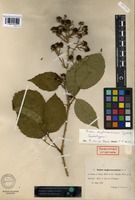 Lectotype of Rubus anglo-saxonicus Gelert [family ROSACEAE]