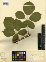 Lectotype of Rubus polyanthemus Lindeb. forma umbrosa Lindeb. [family ROSACEAE]